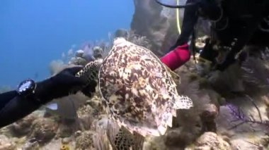 Kaplumbağa, Galapagos Adaları 'nda sualtı dünyasındaki insanlarla birlikte yüzer..