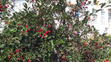 Aziz Elisabeth Manastırı.