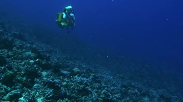 Mergulhadores com escola de peixes de uma espécie e mergulhador no oceano subaquático . — Vídeo de Stock