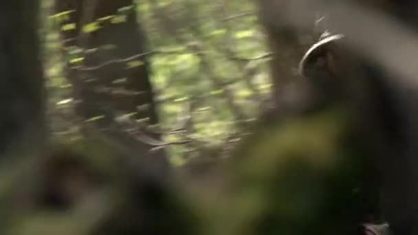 Гра на повітряній кулі в лісі . — стокове відео