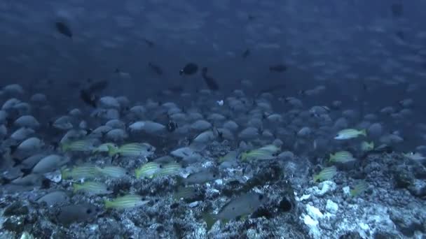 Escola de peixes de uma espécie e mergulhador no oceano subaquático . — Vídeo de Stock