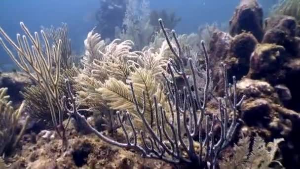 Морские обитатели подводного Карибского моря . — стоковое видео