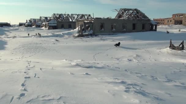 Sekelompok anjing liar di kota yang ditinggalkan salju tambang batu bara di Chukotka Rusia . — Stok Video