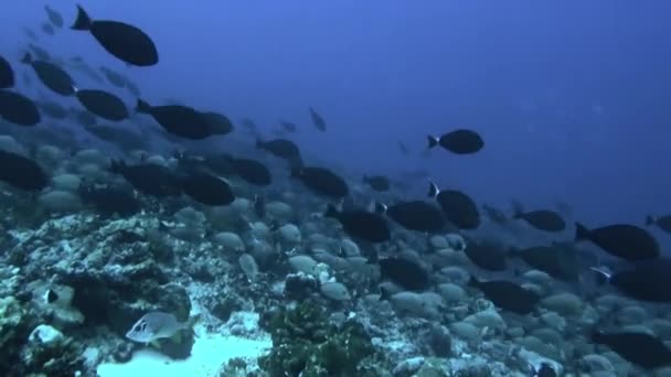 Fischschwärme unter Wasser in Französisch-Polynesien. — Stockvideo