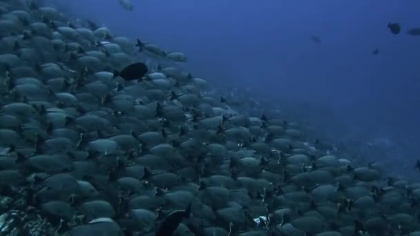 Škola ryb v podmořském Tichém oceánu ve Francouzské Polynésii. — Stock video