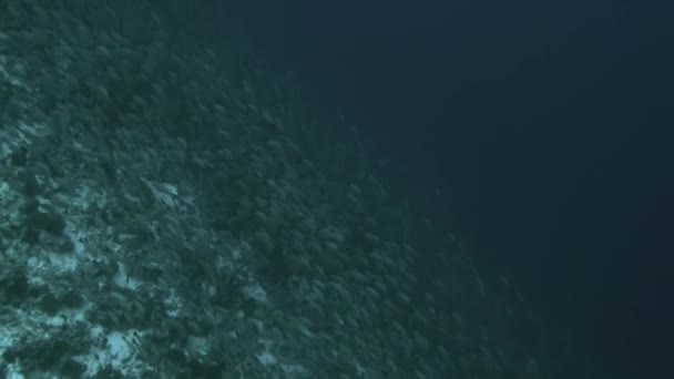 School of fish of one species in underwater in French Polynesia. — Stock video