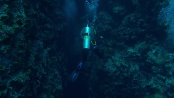 Диверсант зі школою риб одного виду і дайвер у підводному океані . — стокове відео