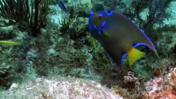 Habitantes marinhos do recife de coral no mar do Caribe subaquático . — Vídeo de Stock