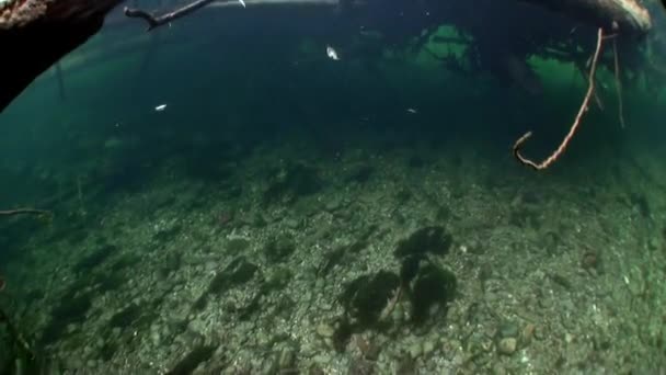 Unterwasserlandschaft im Sonnenlicht im Wasser des Lenaflusses in Sibirien Russlands. — Stockvideo