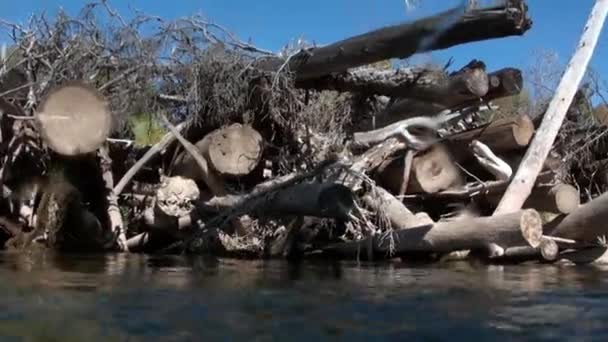 Arbre sous l'eau sous la lumière du soleil dans l'eau de la rivière Lena en Sibérie de la Russie. — Video