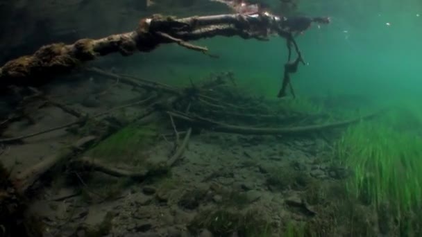 Albero subacqueo in luce del sole in acqua del fiume Lena in Siberia di Russia. — Video Stock