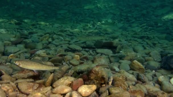 Laxfiskar öring fisk i solljus under vattnet av Lena flod i Sibirien i Ryssland. — Stockvideo