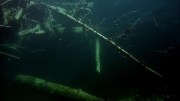 Pod vodou se přihlašuje na slunci ve vodě řeky Lena v Sibiř v Rusku. — Stock video