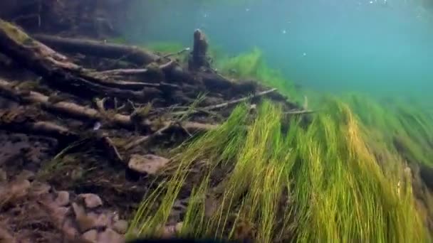 Podvodní krajina na slunci ve vodě řeky Lena v Sibiř v Rusku. — Stock video