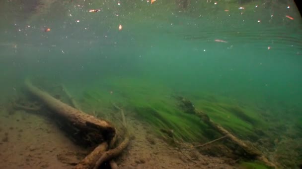 Albero subacqueo in luce del sole in acqua del fiume Lena in Siberia di Russia. — Video Stock