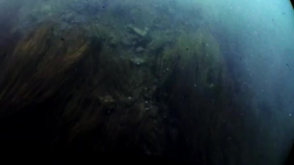 Дерево под водой в солнечном свете в воде реки Лены в Сибири России. — стоковое видео