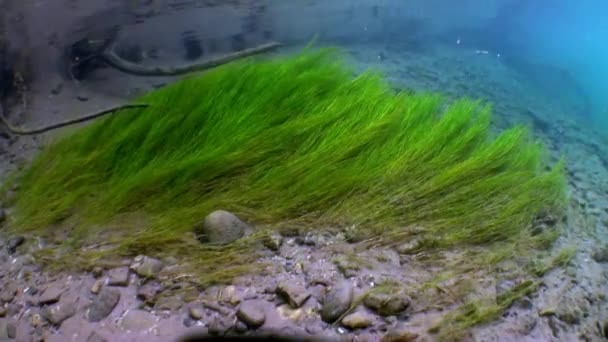 Underwater landscape in sunlight in water of Lena River in Siberia of Russia. — Stock Video