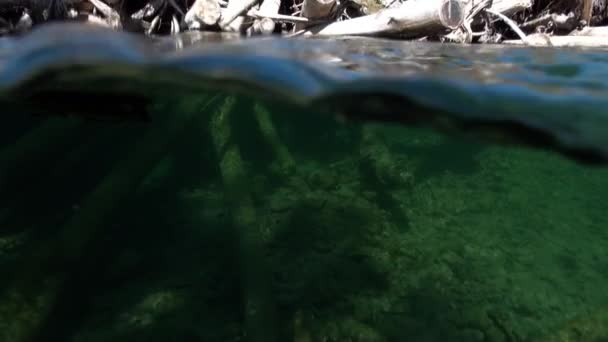 러시아 시베리아의 레나 강의 물 속에서 햇빛 속에 있는 나무. — 비디오