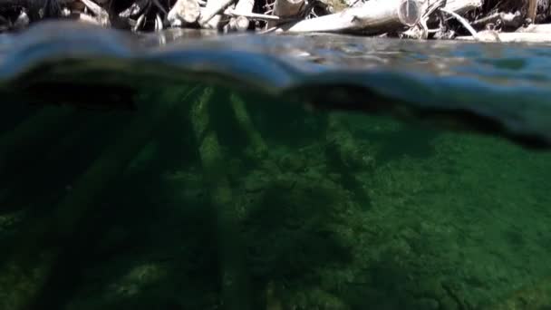 Träd under vatten i solljus i vattnet i Lena River i Sibirien i Ryssland. — Stockvideo