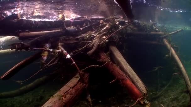 Дерево під водою у воді річки Лени в Сибіру (Росія).. — стокове відео