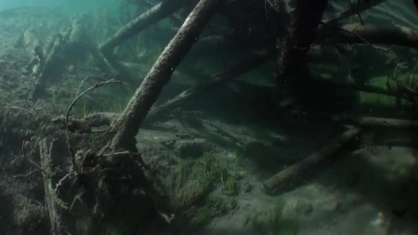 Baumstämme unter Wasser im Sonnenlicht im Wasser des Lenaflusses in Sibirien Russlands. — Stockvideo