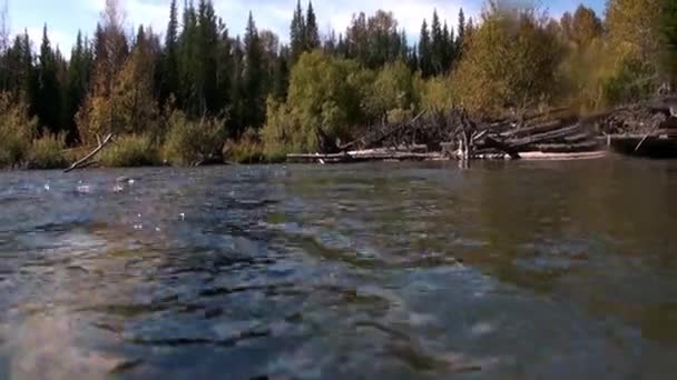 Träd under vatten i solljus i vattnet i Lena River i Sibirien i Ryssland. — Stockvideo