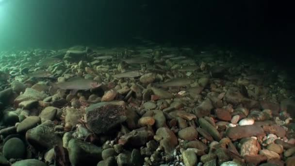 Стая форели под водой реки Лены в Сибири России . — стоковое видео