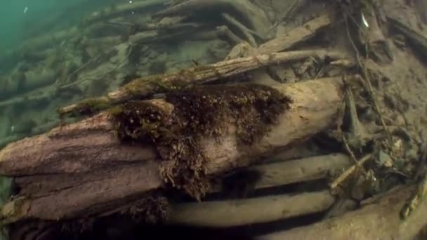 Baum unter Wasser im Sonnenlicht im Wasser des Flusses Lena im russischen Sibirien. — Stockvideo