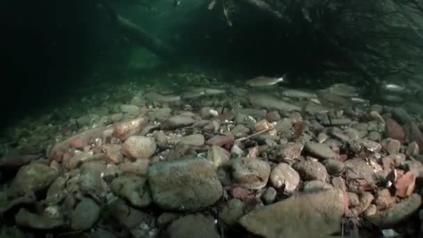 Truite pêchant sous l'eau dans le ruisseau de l'eau de la rivière Lena en Sibérie de la Russie . — Video