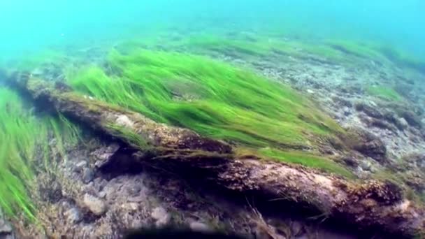 Paisaje submarino a la luz del sol en el agua del río Lena en Siberia de Rusia . — Vídeo de stock