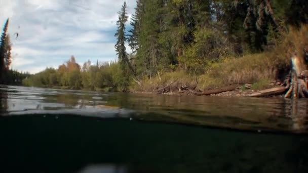 Árbol bajo el agua a la luz del sol en el agua del río Lena en Siberia de Rusia. — Vídeos de Stock
