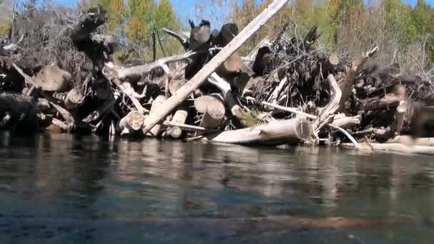 Rusya 'nın Sibirya bölgesindeki Lena Nehri' nin sularında gün ışığında ağaç.. — Stok video