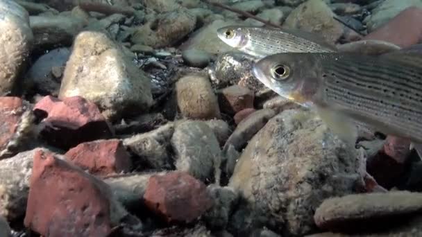 Pesce di trota subacqueo su sfondo di pietre di Fiume Lena in Russia . — Video Stock