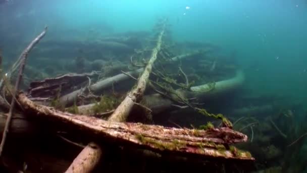 Albero subacqueo in luce del sole in acqua del fiume Lena in Siberia di Russia. — Video Stock