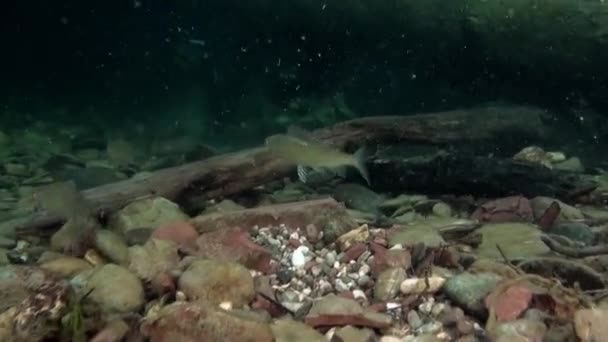 Truite poisson sous-marin dans le ruisseau de l'eau de la rivière Lena en Sibérie de la Russie . — Video