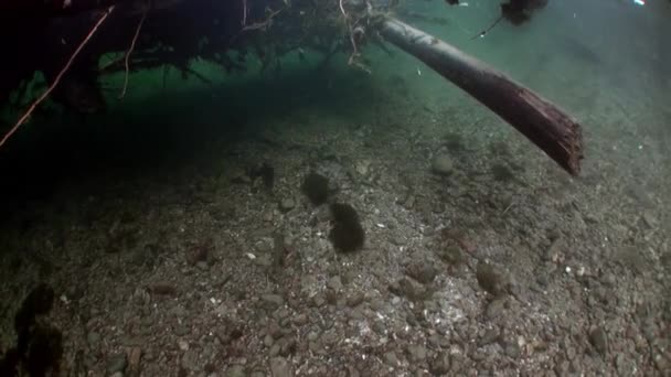 Unterwasserlandschaft im Sonnenlicht im Wasser des Lenaflusses in Sibirien Russlands. — Stockvideo