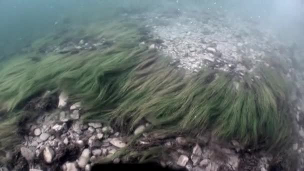 Onderwater landschap in zonlicht in water van de rivier van de Lena in Siberië van Rusland. — Stockvideo