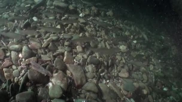 Schwarm von Forellenfischen unter Wasser des Lenaflusses in Sibirien Russlands. — Stockvideo