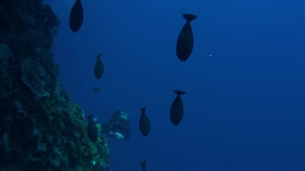 Ogromna szkoła ryb jednego gatunku w podwodnym Oceanie Spokojnym. — Wideo stockowe