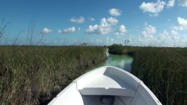 Ніс самотній білий човен, що плаває на річці серед очерету . — стокове відео
