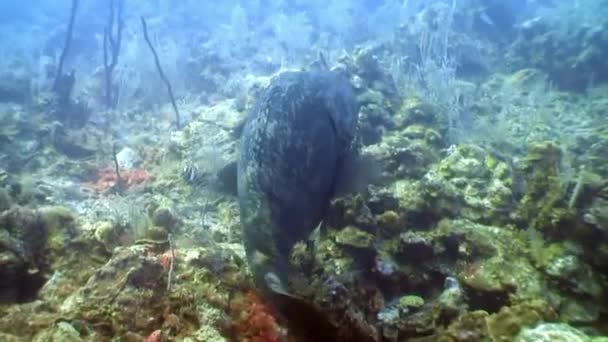 Peces mero gigante atlántico bajo el agua del océano . — Vídeo de stock