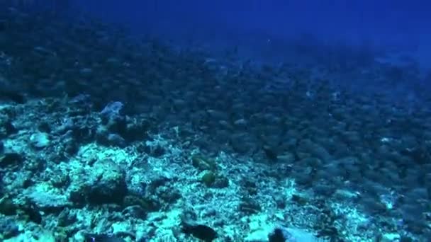 Enorme escola de peixes de uma espécie no Oceano Pacífico subaquático. — Vídeo de Stock