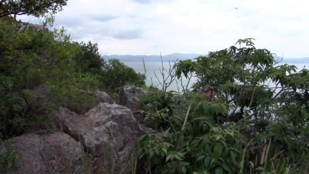 Plants on coast of Fuxian Lake on background landscape of mountain and fog. — Stock Video