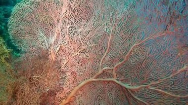 Filipin Denizi 'nin dibindeki su altı pembe ve beyaz mercan Gorgonaryası.