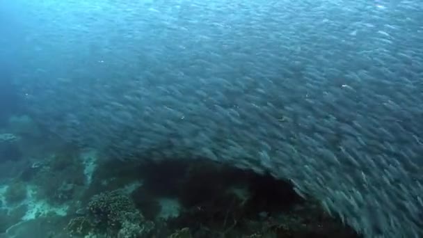 Fiskvandring och ett fiskstim glittrar i solljusets strålar under vattnet. — Stockvideo