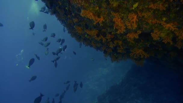 Skola av fisk i undervattens i Franska Polynesien. — Stockvideo