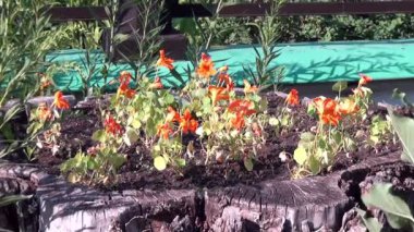 Ortodoks Kilisesi Kutsal Üçlü Katedrali.