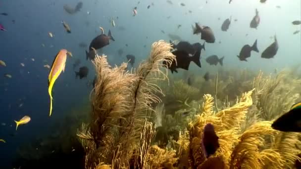 Karayip Denizi sualtı manzarasının arka planında tropikal balık sürüsü. — Stok video