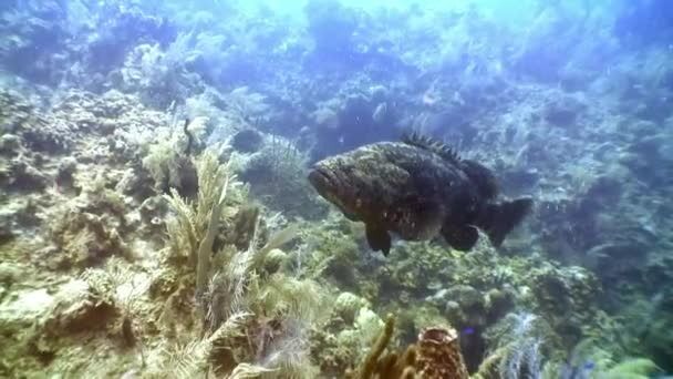 Gigante wrasse peces camuflaje para colorear paisaje submarino Mar Caribe . — Vídeos de Stock