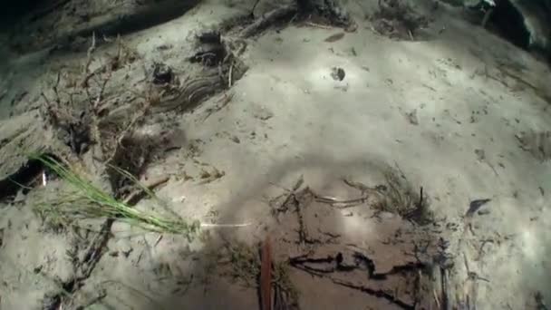 Goby vis op de zanderige bodem onder water van de rivier van de Lena in Siberië van Rusland. — Stockvideo